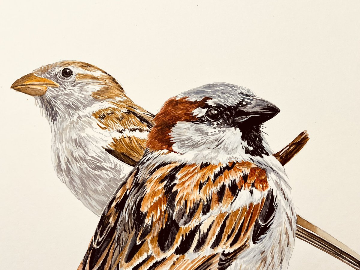 Ik maakte een aquarel. Het zijn twee mussen. Ik houd van mussen. 

‘Mussen op takjes’
36 x 48 cm 
Aquarelverf op papier. 

Retweet is lief.