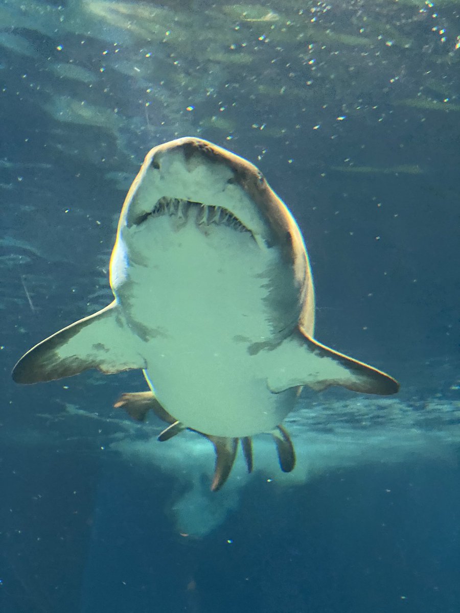 amaoto6koi's tweet photo. 水族館楽しかった。 https://t.co/sRwKiItlPO
