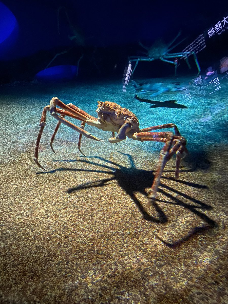 amaoto6koi's tweet photo. 水族館楽しかった。 https://t.co/sRwKiItlPO