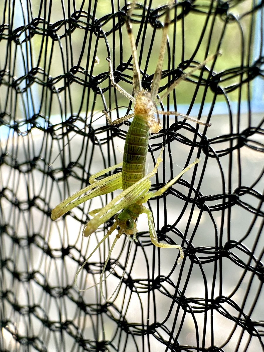 🪲Calling all insect enthusiasts!🪲 I've stumbled upon this intriguing creature taking a break on my kids' trampoline. l've never seen an insect quite like this one before… Can anyone help me identify it?🤔 #InsectThursday