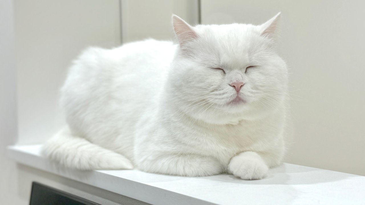 ネコ様 カリン様の ①約3年前 ②今 #猫 #猫のいる暮らし #猫猫 #ねこ