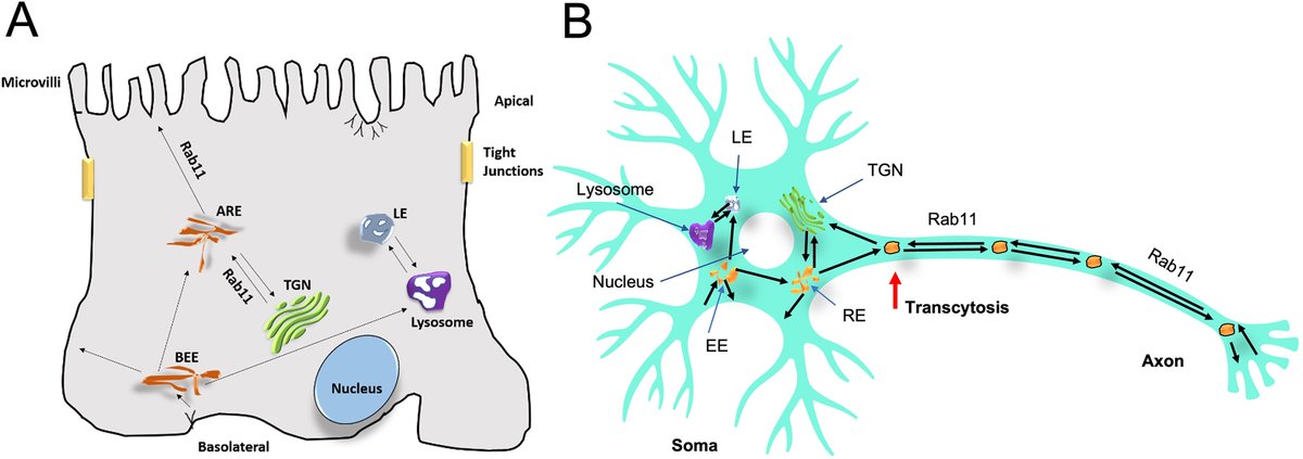 NovotnyLab's tweet photo. Great review  about Rab11 and Its Role in Neurodegenerative Diseases from our PhD candidate Pinky Sultana.
Published in @ASNeurochem.
➡️https://t.co/BYURET9KzR https://t.co/JARtyCLj1h