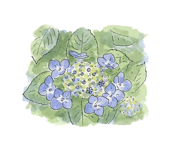 「blue flower still life」 illustration images(Latest)