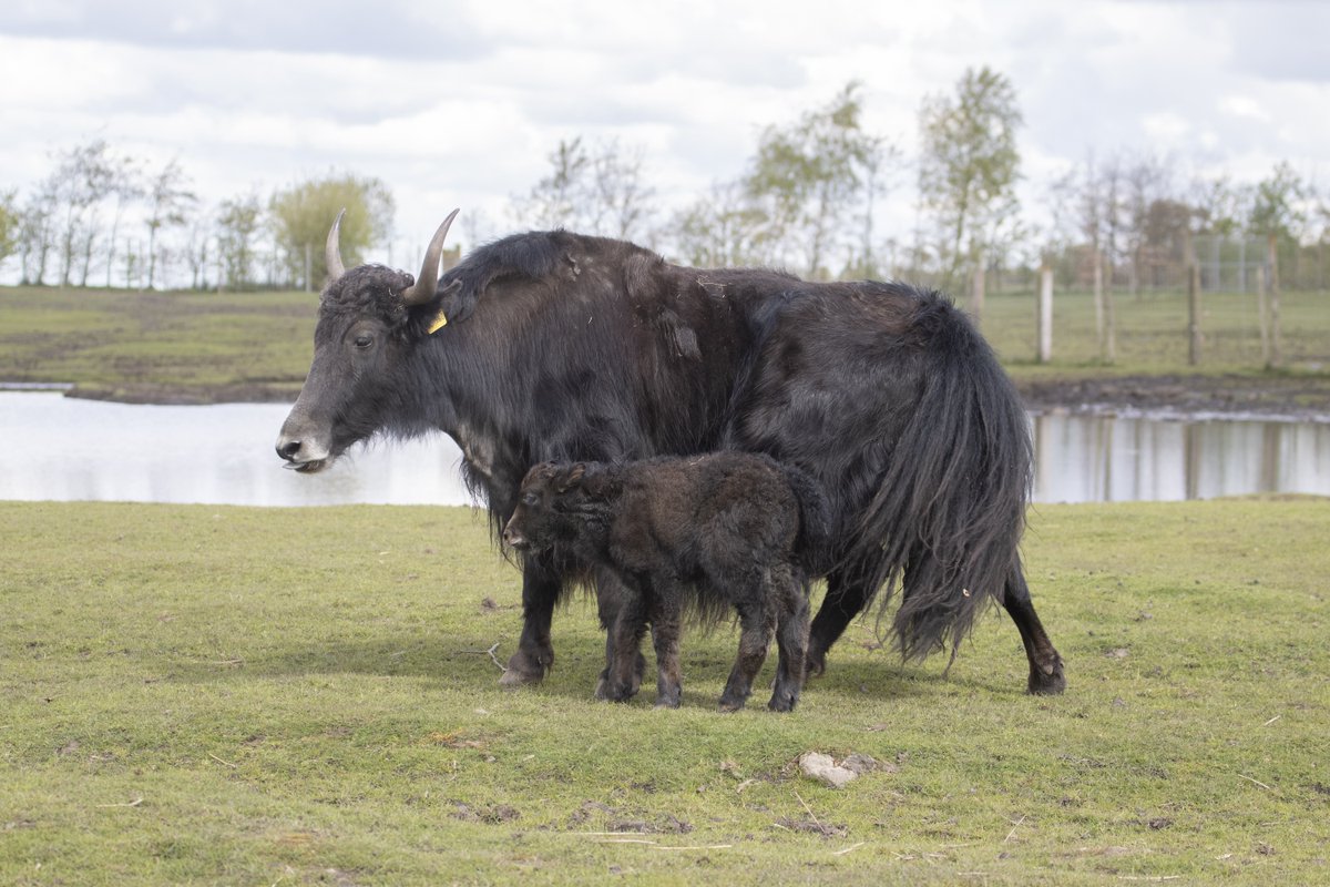 Father’s Day fun at Knowsley Safari: Dads go free! 🦁 👉 ow.ly/wPr550S1FK1