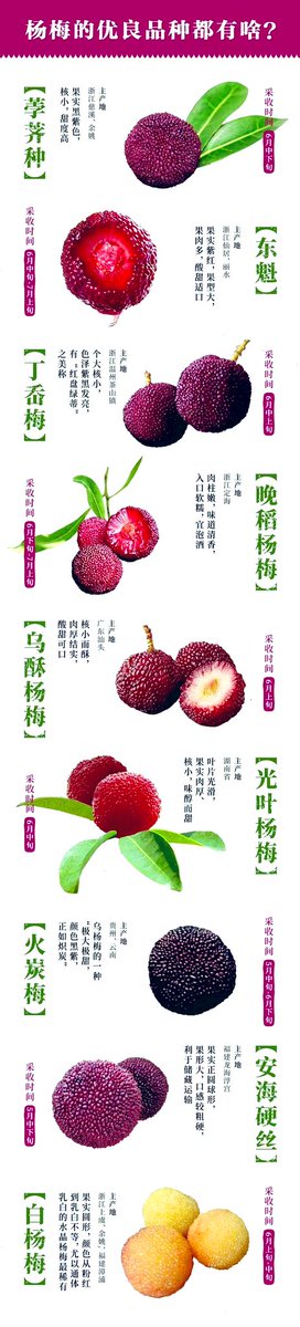 仲夏時節、楊梅（ヤマモモ）襲来！

中国国内で市販のは、こんなに種類がある。お茶、蜜餞、楊梅酒など使う道多い。