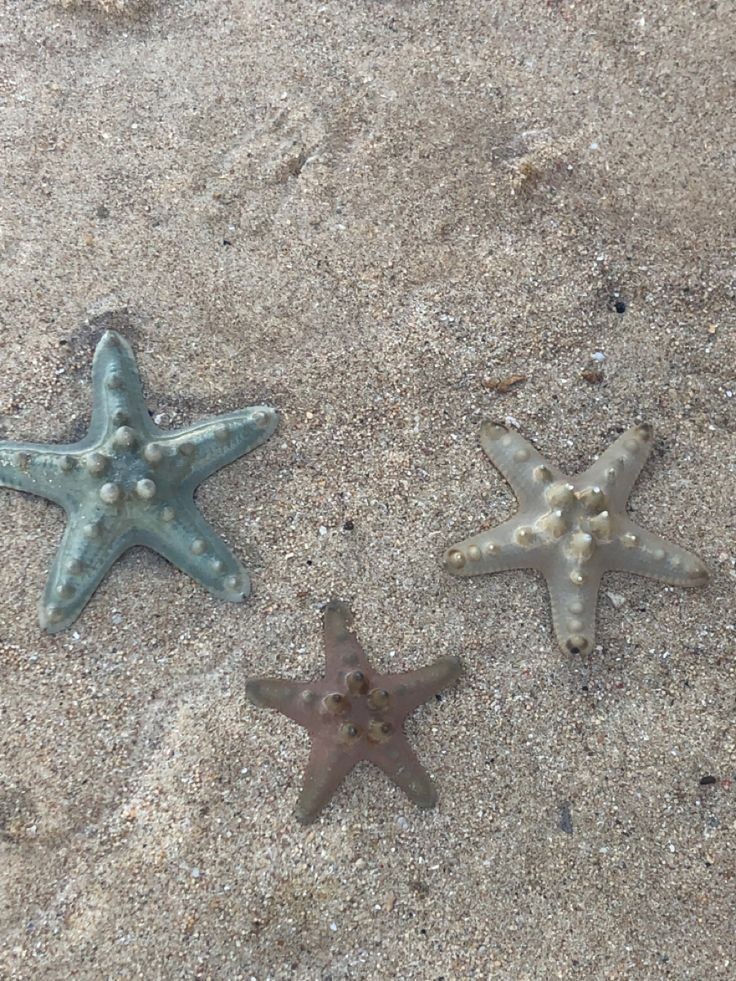 elemmiressoul's tweet image. beach glow.🐚🪸