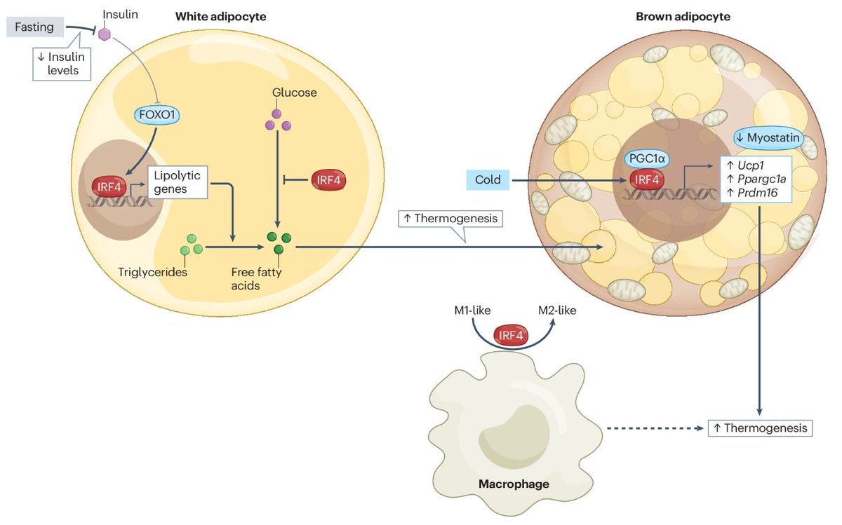 Interferon regulatory factors (IRFs) are well known as mediators of the antiviral response, but there is growing appreciation of their role in #metabolism. A new Review discusses the current understanding of IRFs as metabolic regulators (£) go.nature.com/3R5XaKk