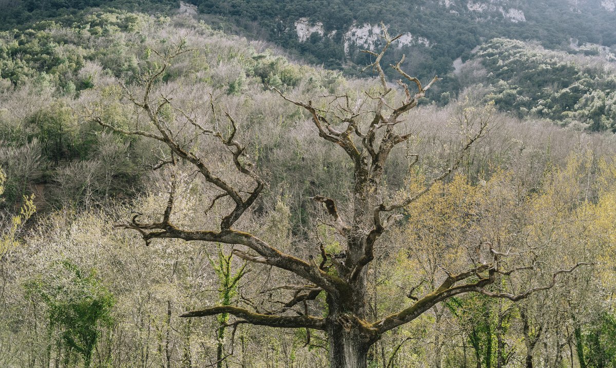 Com passen la set els arbres? : Els vegetals juguen un paper fonamental a la Biosfera ja que absorbeixen diòxid de carboni, emeten oxigen i mobilitzen aigua, del sòl a l’atmosfera. Com beuen els arbres, i què passa quan s'acaba… dlvr.it/T7bfsm via @CREAF_ecologia