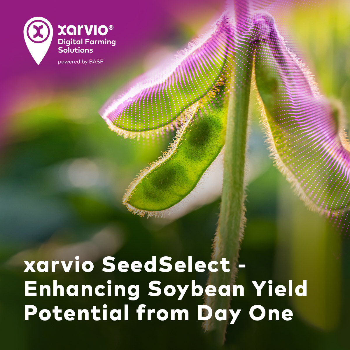 Maximize soybean yields by tailoring variety selection to your field's unique characteristics. SeedSelect, available exclusively in the US, ensures optimal product placement and performance for successful soybean cultivation.

#xarvio #digitalfarming #precisionag