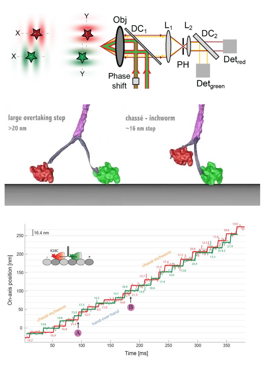 Stefan Hell Labs (@stefanhelllabs) on Twitter photo #MINFLUX tracking experiments in two color channels reveal a novel mode of kinesin stepping.
Check out the recent preprint by L. Scheiderer, J.O. Wirth, M. Tarnawski & S.W. Hell
“Dual-color MINFLUX: Kinesin-1 takes Chassé-Inchworm steps”
biorxiv.org/content/10.110…
<a href="/mpi_mr_hd/">Max Planck Institute for Medical Research</a> #MINFLUX tracking experiments in two color channels reveal a novel mode of kinesin stepping.
Check out the recent preprint by L. Scheiderer, J.O. Wirth, M. Tarnawski & S.W. Hell
“Dual-color MINFLUX: Kinesin-1 takes Chassé-Inchworm steps”
biorxiv.org/content/10.110…
<a href="/mpi_mr_hd/">Max Planck Institute for Medical Research</a>