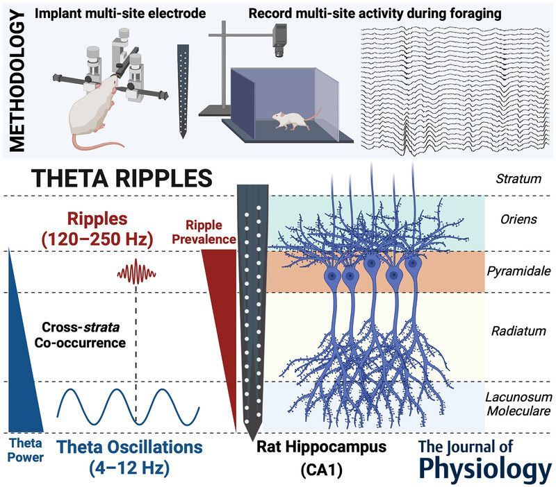 Pavithraa Seenivasan, Reshma Basak and <a href="/cnl_mbu_iisc/">Rishikesh Narayanan</a> (<a href="/MBU_IISc/">Molecular Biophysics Unit, IISc</a>) delve into the cross-strata co-occurrence of ripples with theta-frequency oscillations in the hippocampus of foraging rats!
📜buff.ly/3VkbFwv