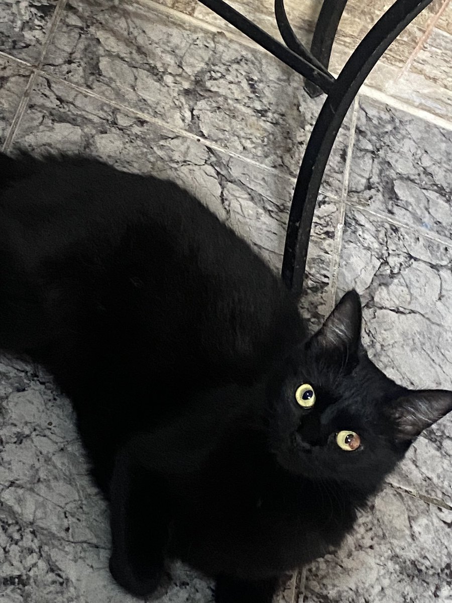 faahstudy's tweet image. Olhinho dela tá melhorando, tô feliz