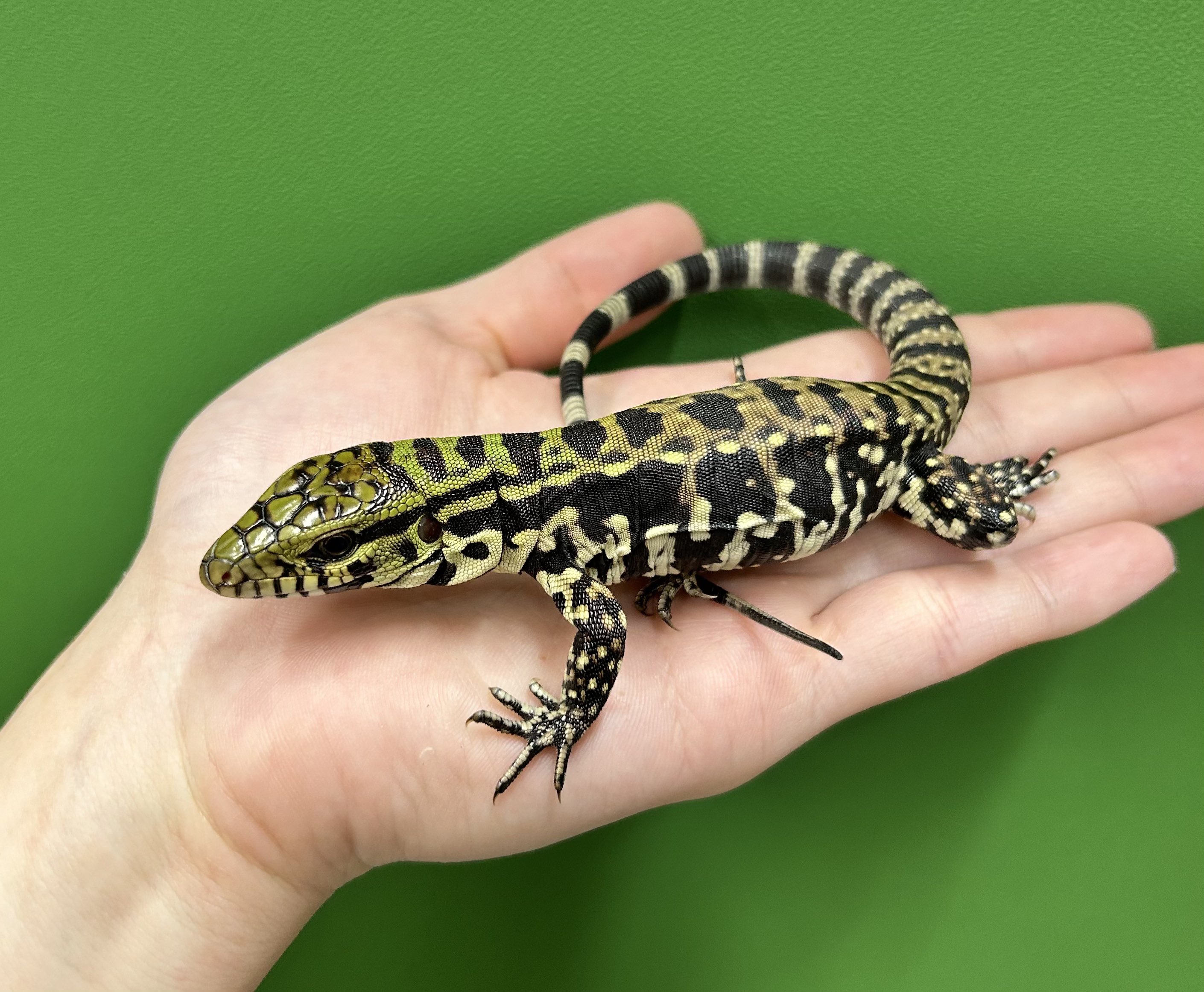 Reptiles shop Antille (爬虫類屋アンティル) on X: 