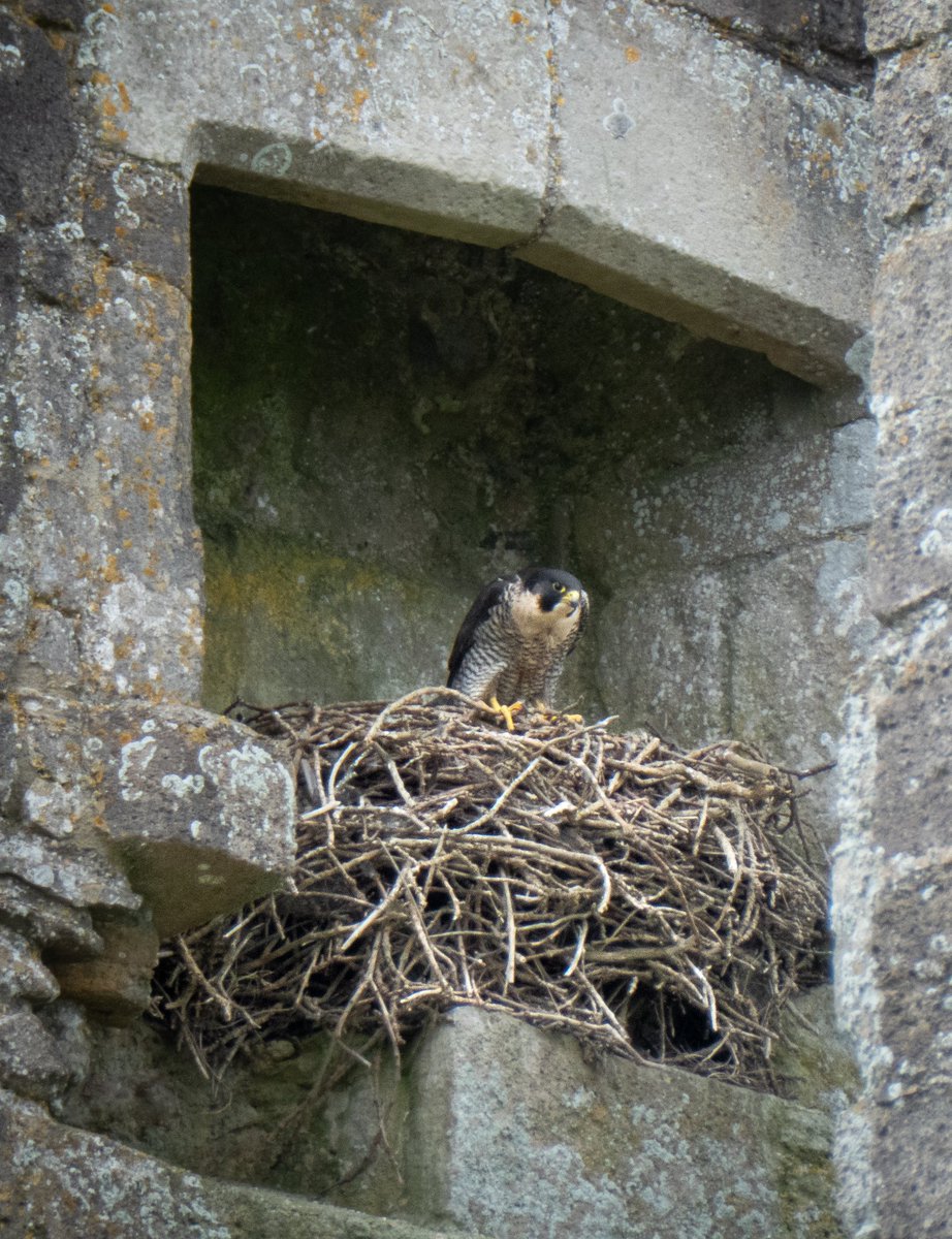 RogerBilling tweet media