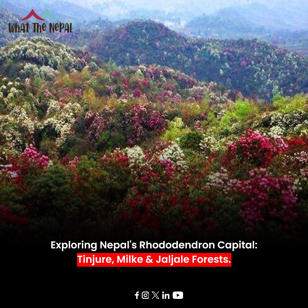 🇳🇵𝐄𝐱𝐩𝐥𝐨𝐫𝐢𝐧𝐠 𝐍𝐞𝐩𝐚𝐥’𝐬 𝐑𝐡𝐨𝐝𝐨𝐝𝐞𝐧𝐝𝐫𝐨𝐧 𝐂𝐚𝐩𝐢𝐭𝐚𝐥: 𝐓𝐢𝐧𝐣𝐮𝐫𝐞, 𝐌𝐢𝐥𝐤𝐞 & 𝐉𝐚𝐥𝐣𝐚𝐥𝐞 𝐅𝐨𝐫𝐞𝐬𝐭𝐬 🇳🇵

𝐑𝐞𝐚𝐝 𝐦𝐨𝐫𝐞: whatthenepal.com/2024/05/30/exp…

#Nepal #RhododendronCapital #TinjureMilkeJaljale #ExploreNepal #NatureLovers #Whatthenepal