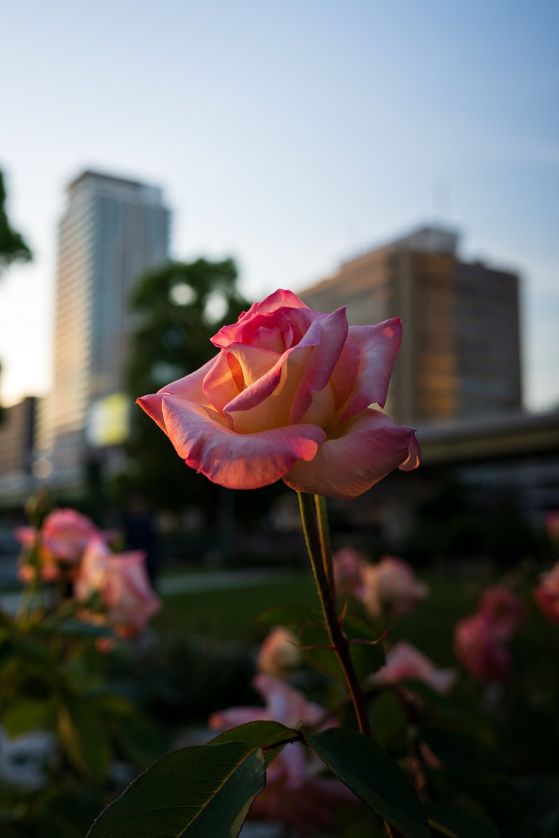 中之島バラ園

NIKKOR Z 40mm f/2

#Nikon 
#Zf
#花
#薔薇