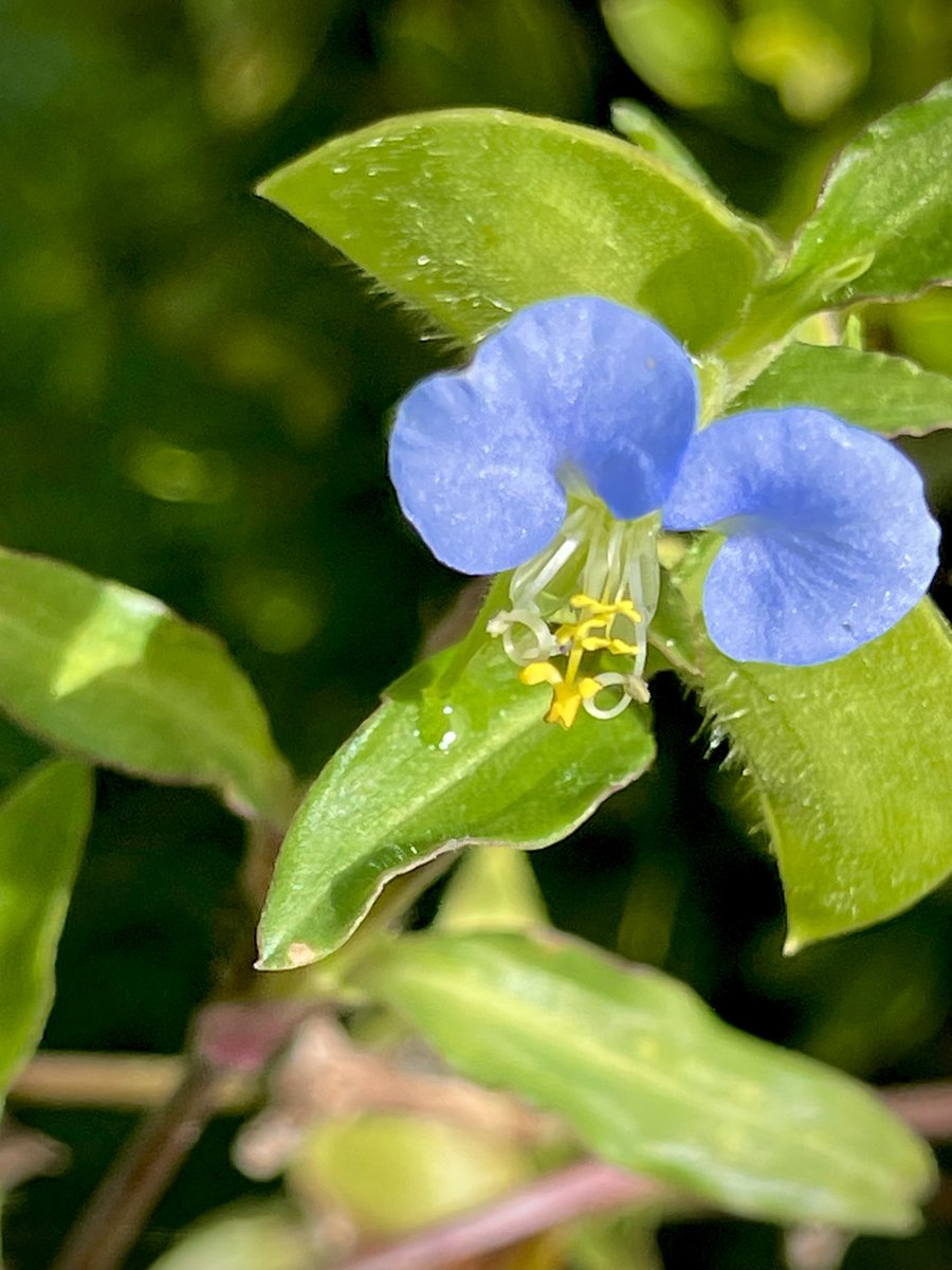 epintadorm's tweet photo. Cute tiny blue flowers today 🤩 #mymorning🏃♀️ #goodday #nature #flora #therapytime #happyday https://t.co/qU6vvghYVq