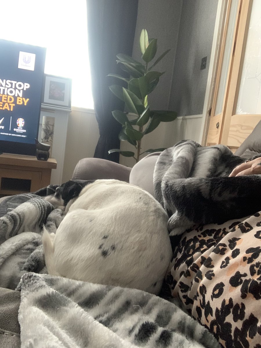 pandapoo67's tweet image. Stuck on the sofa after surgery and our f*t Jack won’t leave my side #dogs #dogsforlife