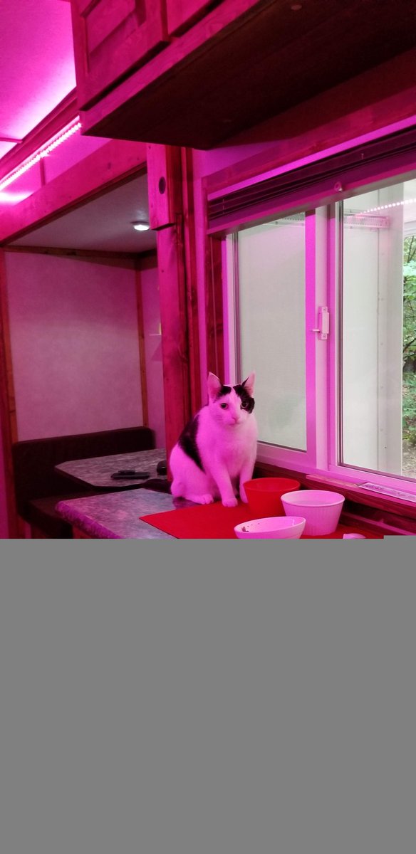 Meowmy put on the pink light while I ate in the campurr, 3 years ago! Camping season is coming up! Hope mew have a purrfect #ThrowbackThursday! #cowcat #CatsOfTwitterX #AdoptDontShop #StaySafeFurrends