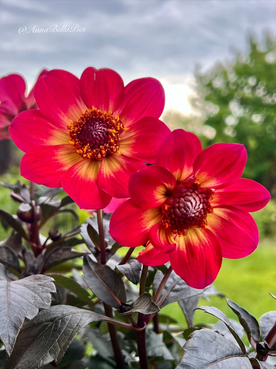 🌱Annie🌸📷 tweet media