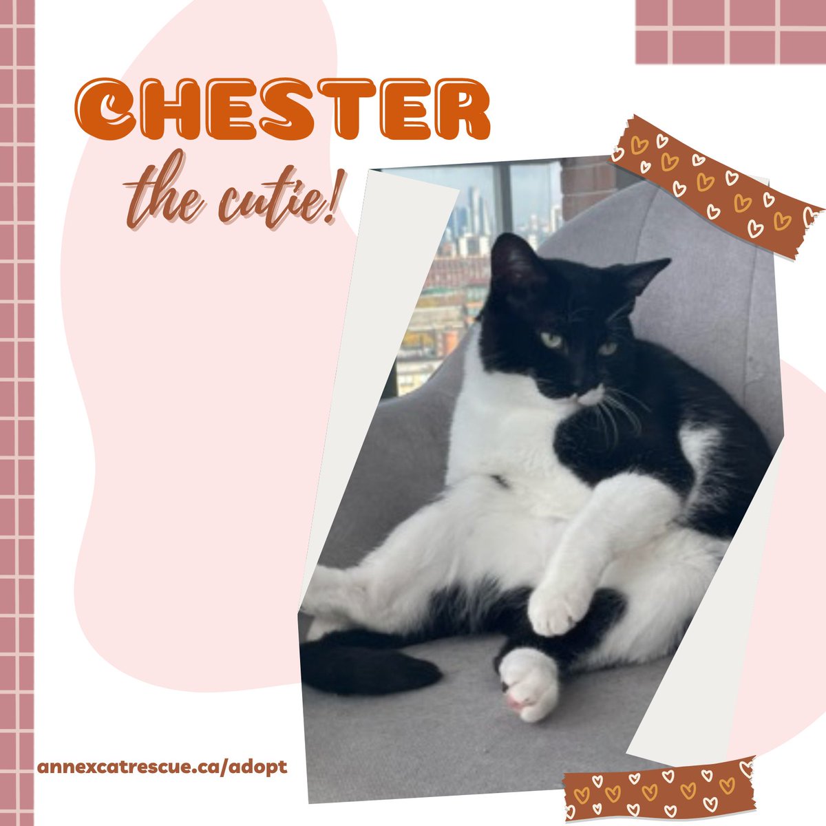 Two-year old Chester is a friendly, energetic kitty who likes lots of attention and play. He opens up quickly to new people and makes himself right at home! For more info: annexcatrescue.ca/adopt #annexcatrescue #catrescue #rescuecat