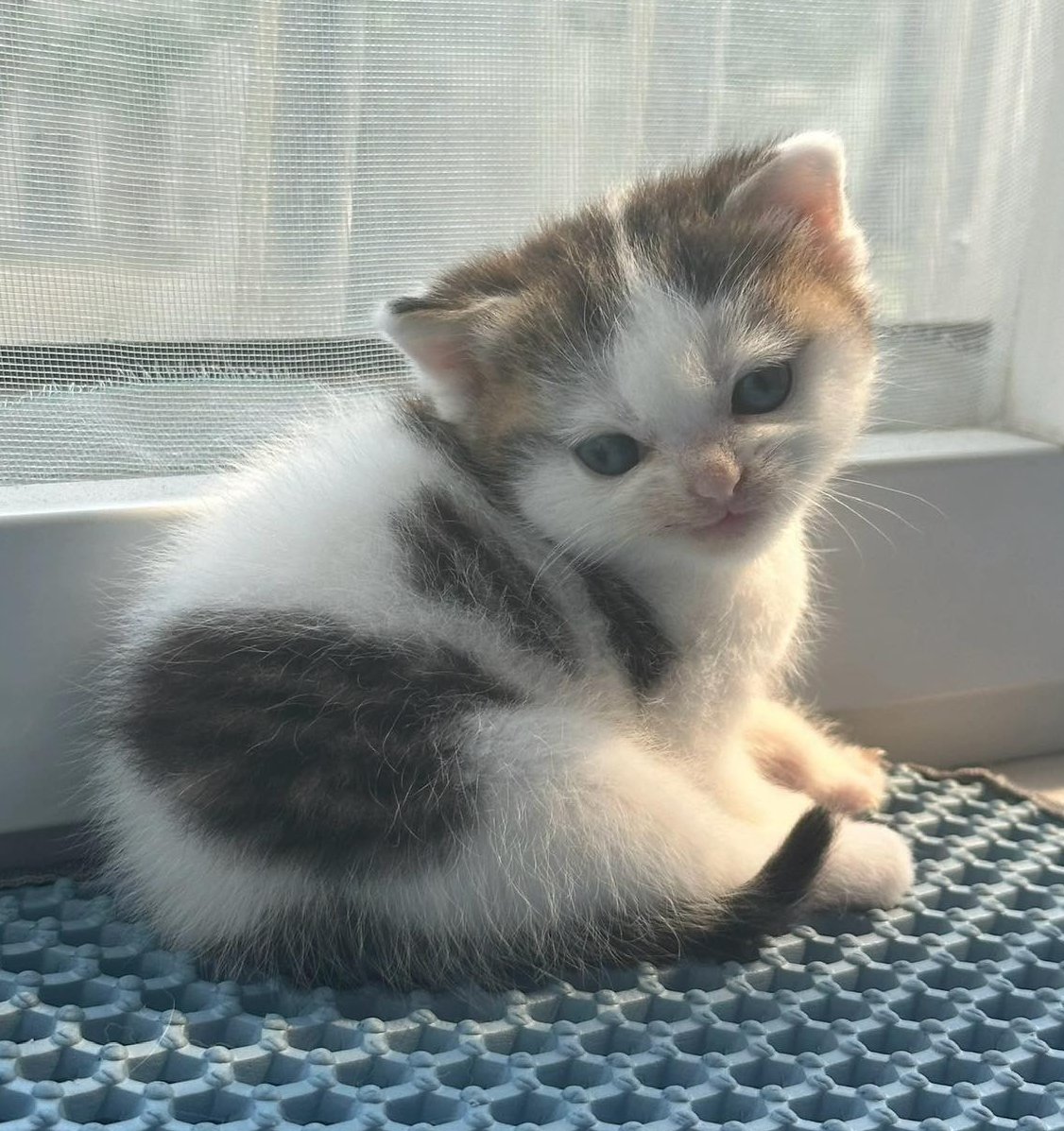 ggluvcats's tweet photo. เด็กก้อนหน้าตาโคตรเอาเรื่อง ยิ้มมุมปากแบบมีแผน เห็นละอยากอมหัวให้หายหมั่นเขี้ยว แล้วจับน้อนมาจุ๊บต่อรัวๆๆๆ https://t.co/MbeabC5yMR