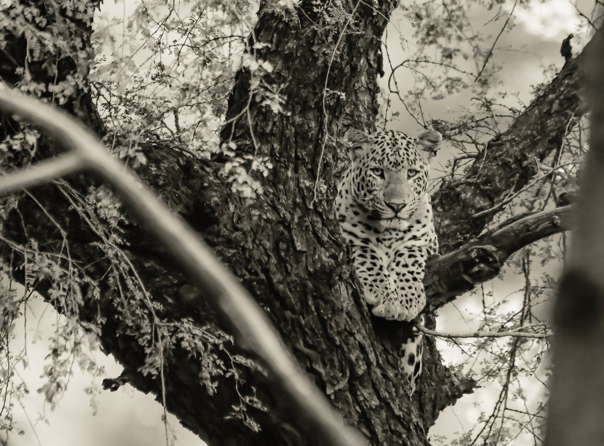 Indian Wildlife
1) Indian Garden Lizard | Lake Kondangi
2) Leopard | Jawai
3) Chital | Chennai
4) Leopard Rana | Jahalana
#conservationphotography #magicalindia #discovertheworld #indianwildlife #discoverwildpaws #bbcearth #wildlifeofindia #JungleGiants #wildlifephoto