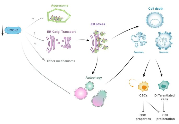 Protein homeostasis maintained by HOOK1 levels promotes the tumorigenic and stemness properties of ovarian cancer cells through reticulum stress and autophagy
Suárez-Martínez et al. JECCR (2024) 43:150 doi.org/10.1186/s13046…