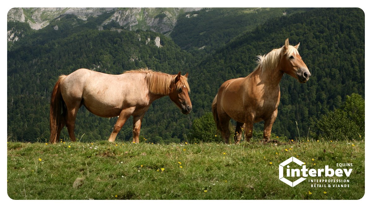 @LeMesturet Il existe en France un cheptel original, les chevaux de trait, qui sont élevés pour le travail et adaptés à la production bouchère. Localisés dans des zones difficiles où ils contribuent à l’aménagement du territoire et à l’entretien des paysages, ils contribuent également à la