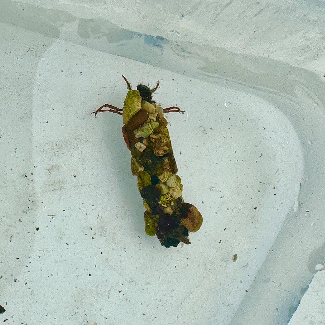 @DrEllie_Mackay @ARKennet @Riverflies #Podcast: We promised a photo of a cased caddisfly from the river Kennet. This larva has used little bits of gravel to make its case. There are ~200 species of cased caddis. If water quality goes down, numbers of caddis and other riverflies will plummet. @Riverflies @ARKennet