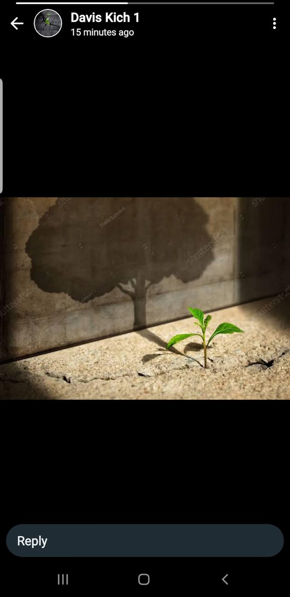 It all starts small but remember a tree planted does not fade away and its importantance will always stay on, recognized, valued and seen.
Let's plant more trees.
Let's keep the environment clean and green.
Let's keep our mother nature.🌲🌲
Together we can do it.
