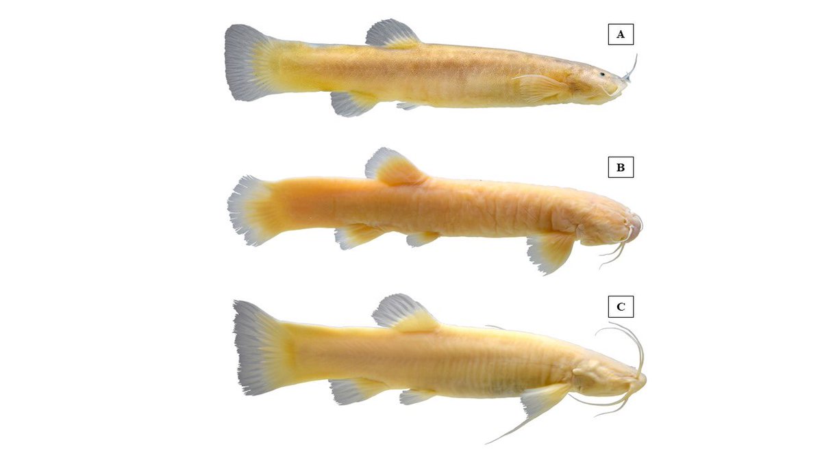 Carlos Lasso tweet media