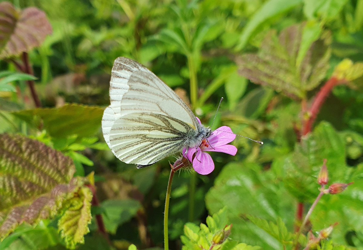 🤍🦋In #folklore 'tis said a white #butterfly at the start of #summer means 'twill be rainy one. As this Green-veined White seen a few days ago, there's still hope for sunshine 🌤️ Happy #FolkloreThursday #InsectThursday to all #butterflies & #wildflowers folk 💜🦋@FolkloreThurs