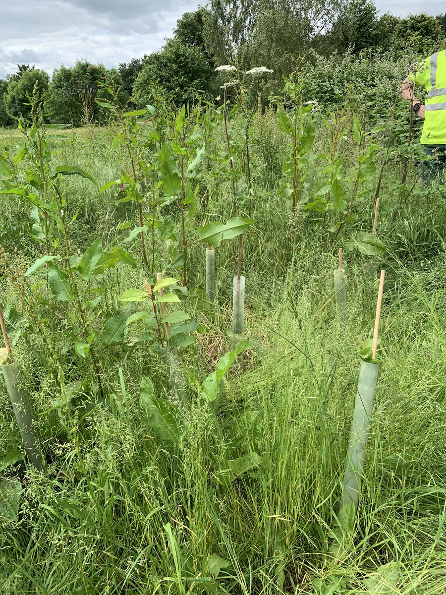 The first two photos show young trees in Perdiswell that have been weeded and mulched by our hard working volunteers. The last two photos show trees that were planted recently that are completely overgrown and could easily die without more of you volunteering. We need you to help