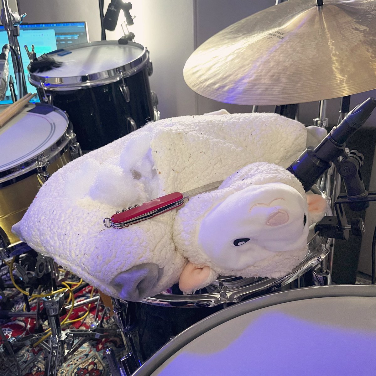 Please say goodbye to Fred the sheep. He died, so I can get his stuffings to muffle my toms properly! Thanks Fred ❤️🪦
.
#drummer #studiodrummer #studiolife