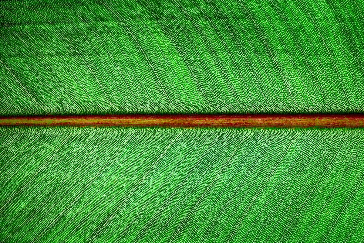 How will regenerative agriculture play an important role in the progress towards an improved biodiversity landscape? Imani Camp, Senior ESG Research Analyst, explains:mgstn.ly/4dZ2RDD