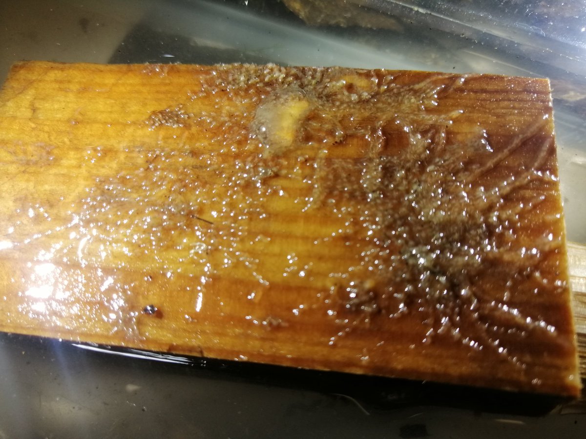 Thomas Schwaha tweet media