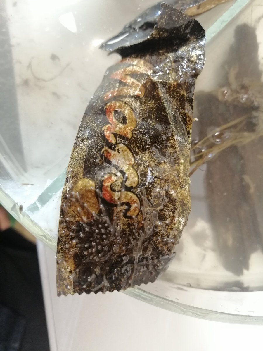 Thomas Schwaha tweet media