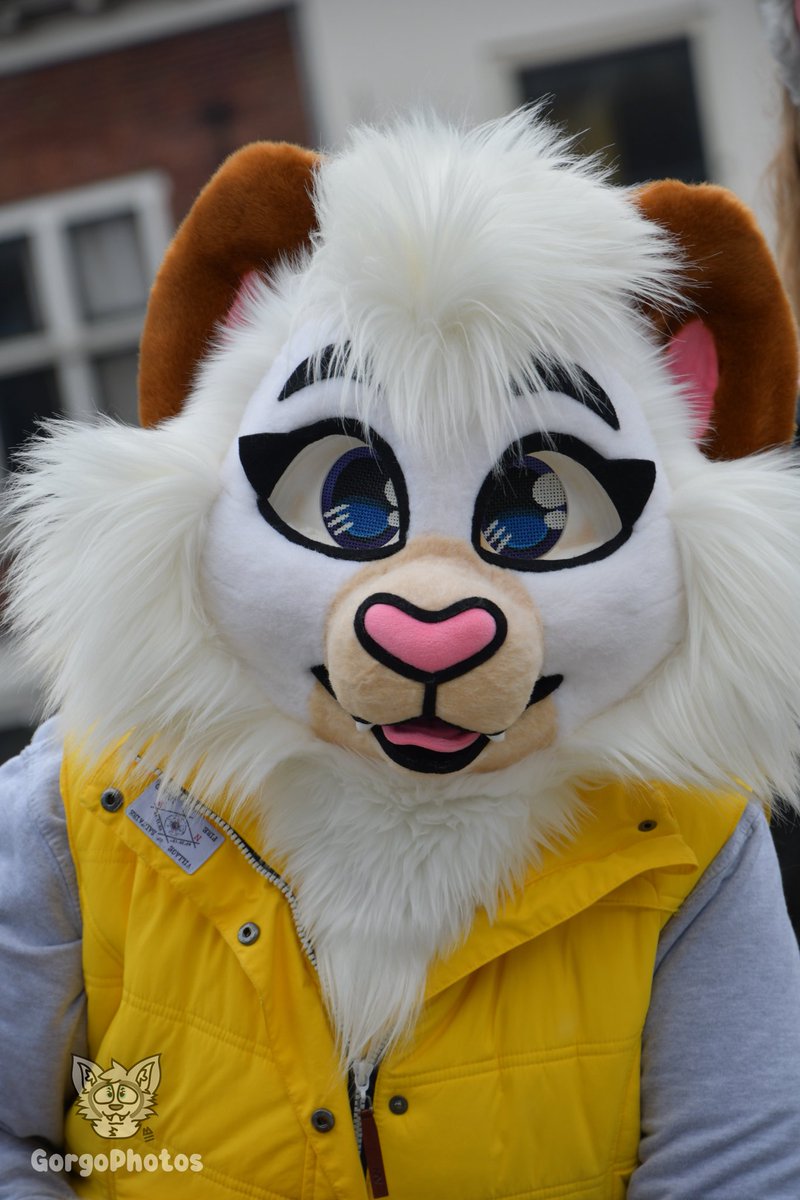 Another absolutely stunning photo of Amai the Cat at the Amersfoort Furwalk from a long time ago, taken by @/gorgothehusky (Instagram)! 💙