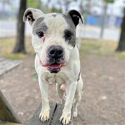 At an overcrowded shelter in #Oakland, #CA, Basil-- a 9 1/2-year-old Pit Bull mix with 'a gentle and affectionate nature'-- is in IMMEDIATE need of adoption, a foster home, or rescue adoptapet.com/pet/41454874-o… #URGENT #seniordog #PitBull #AdoptableDogofDay 🐶