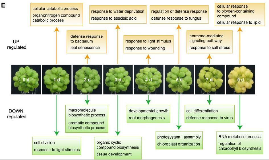 Endoplasmic reticulum protein ALTERED MERISTEM PROGRAM 1 negatively regulates senescence in Arabidopsis (Hui Xue, Wenhui Zhou, Lan Yang, Shuting Li, Pei Lei, Xue An, Min Jia, Hongchang Zhang, Fei Yu, Jingjing Meng, Xiayan Liu) buff.ly/3QYOjtB @ASPB #PlantSci