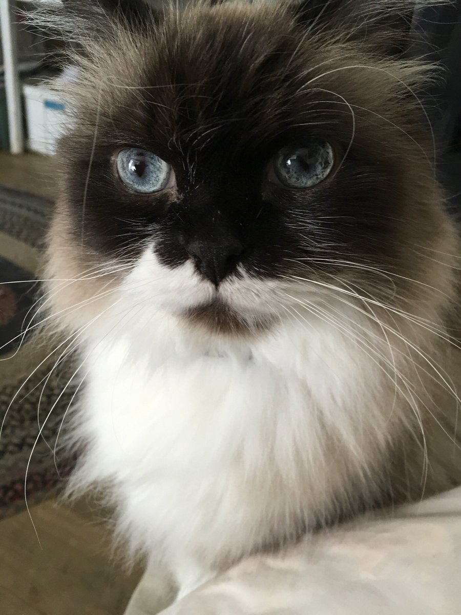 @Andrea56822453 I absolutely LOVE misprinted siamese and Ragdoll cats I have had 2 of them, and they are the best lovey cats EVER. This is Boris, my love💕💕💕