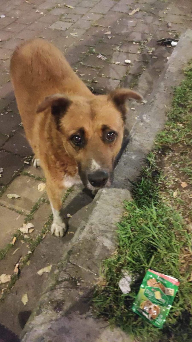 ✨Vengo a contarles una historia muy bonita✨

Ellos son Chepe y Carraman. Chepe era un habitante de calle que caminaba por Teusaquillo con su perrito Carraman. Eran chicles. Parcerísimos. Y en la zona ya eran muy conocidos.