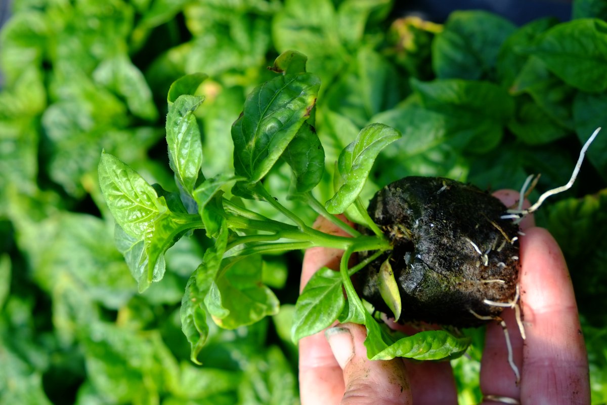 Joy Michaud tweet media