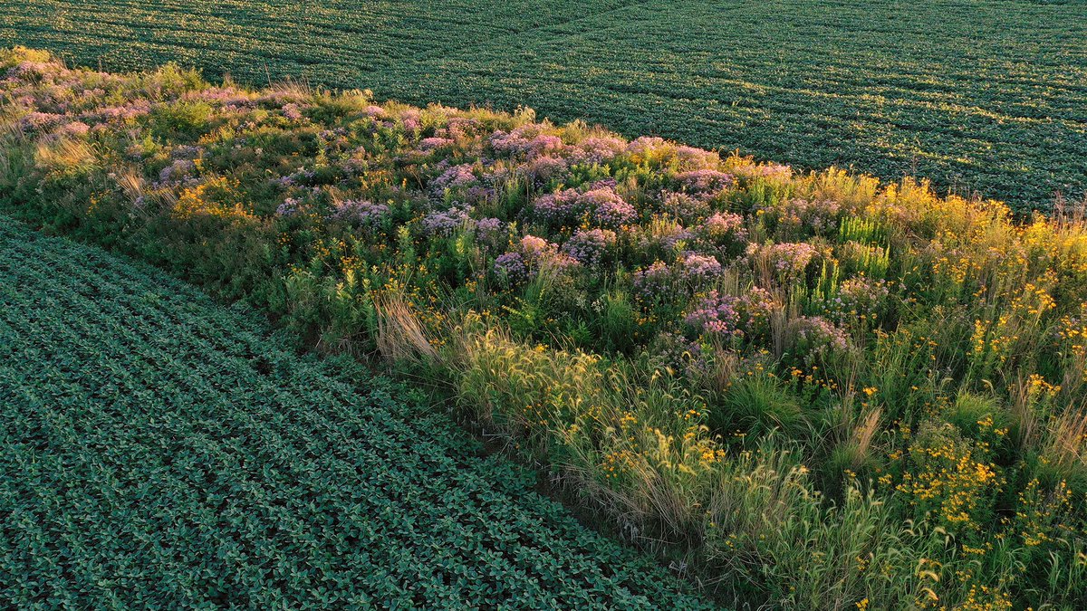 Two SWCDs in southeastern Minnesota are offering incentives to landowners who plant prairie strips — a relatively new conservation practice — on land enrolled in the federal Conservation Reserve Program. Learn more in this #MnBWSR Snapshots article: buff.ly/4bLqayM