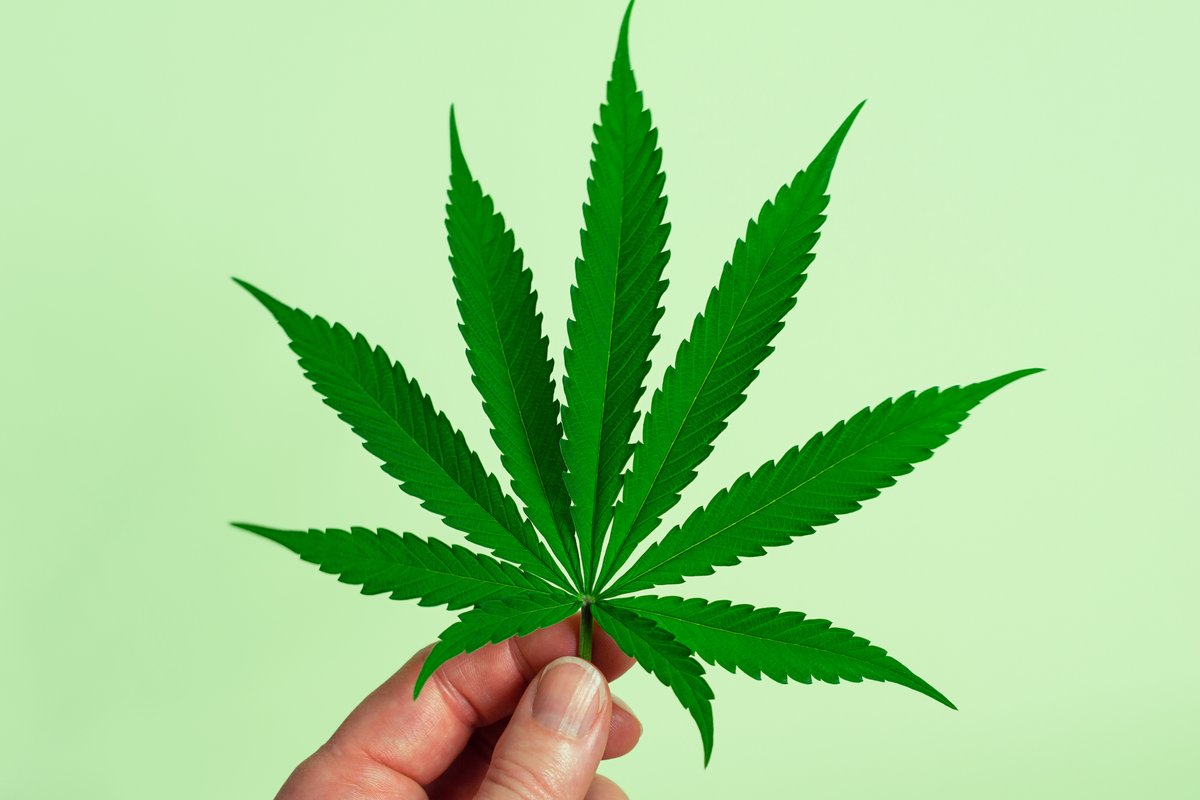 Cannabis: Difference Between THC and CBD? dlvr.it/T7cS0z