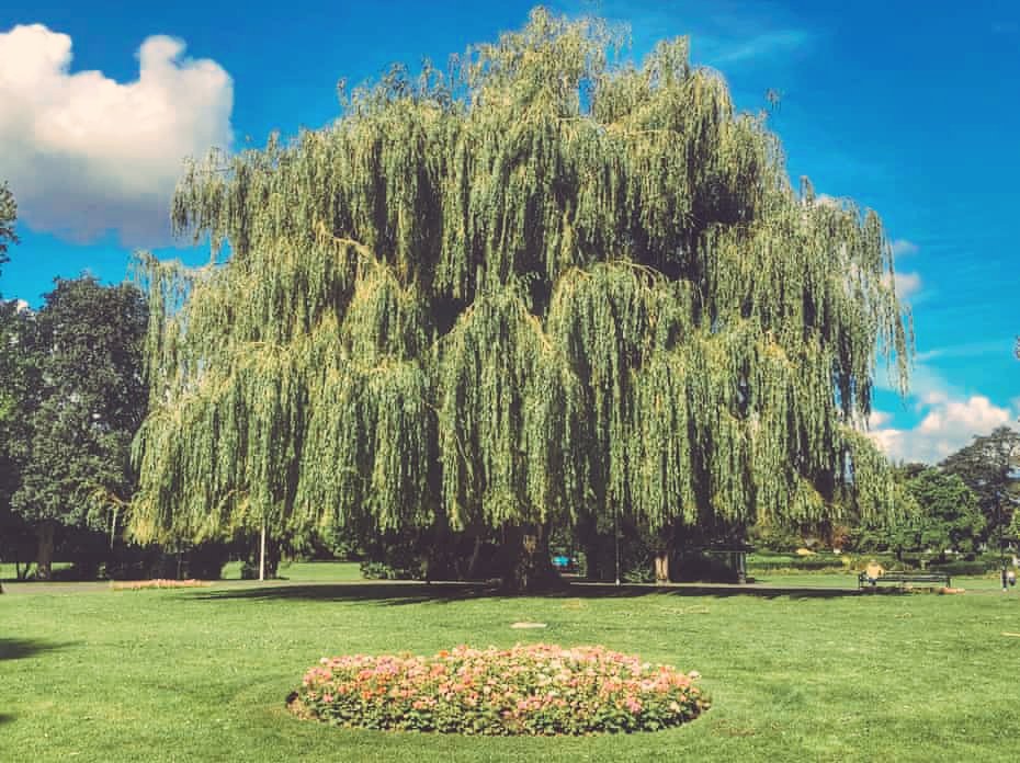 The 'wind in the willows' is the sound of chattering elves, hidden away in the branches. In spite of this fact, if you tell a secret to a Willow tree, if will be trapped in its branches forever. Willow also acts as a charm against jealousy. #Folklore