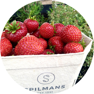Not long now till the yorkshire strawberries are back in stock!

Dutch available for now

Call us on 01943 870055