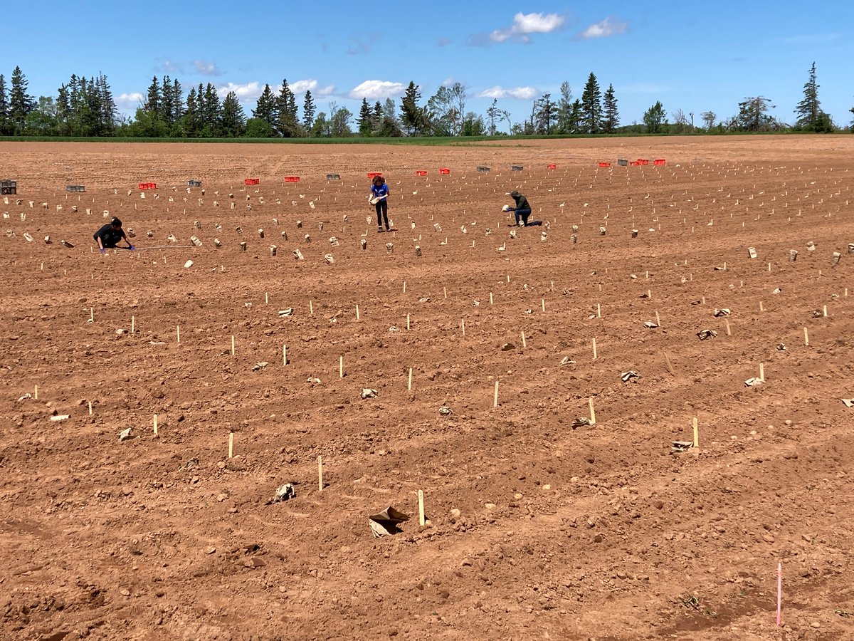 It's a perfect day for planting potatoes at the #AAFC Harrington Research Farm. Each stake is a different potato variety in #GCAggie Dr. Bourlaye Fofana's gene research. Learn more about his recent discovery of drought resistant genes in diploid potatoes: agriculture.canada.ca/en/science/sto…