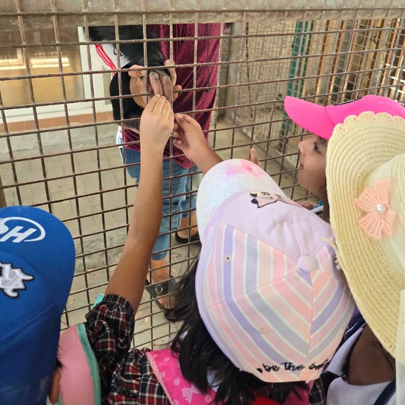 dpsrak's tweet image. *_Kindergarteners Visit RAK Zoo* !_ 
Today, our kindergarteners explored RAK Zoo as part of this month's theme, 'Fascinating World of Animals'. Our little explorers are now even more curious about the animal kingdom! #dpsrak #dpsrock
